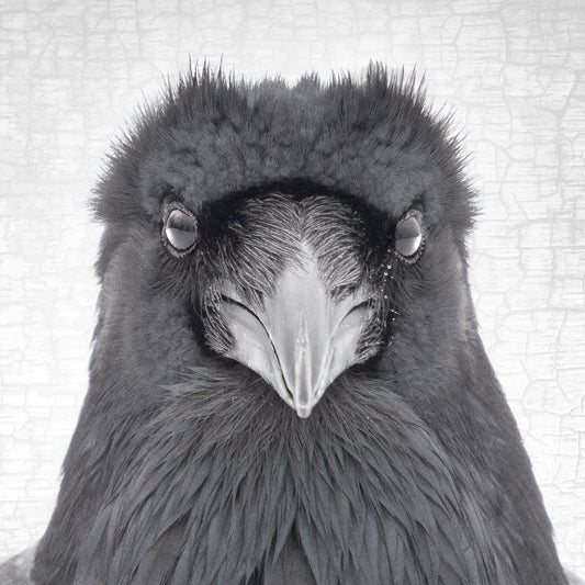 Raven Art - Prints & Wall Art