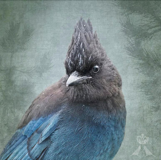 Beautiful Bird Prints