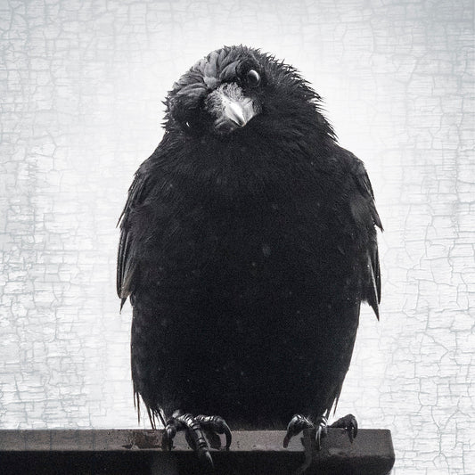 Crow Prints, Wall Art, Crow Photography