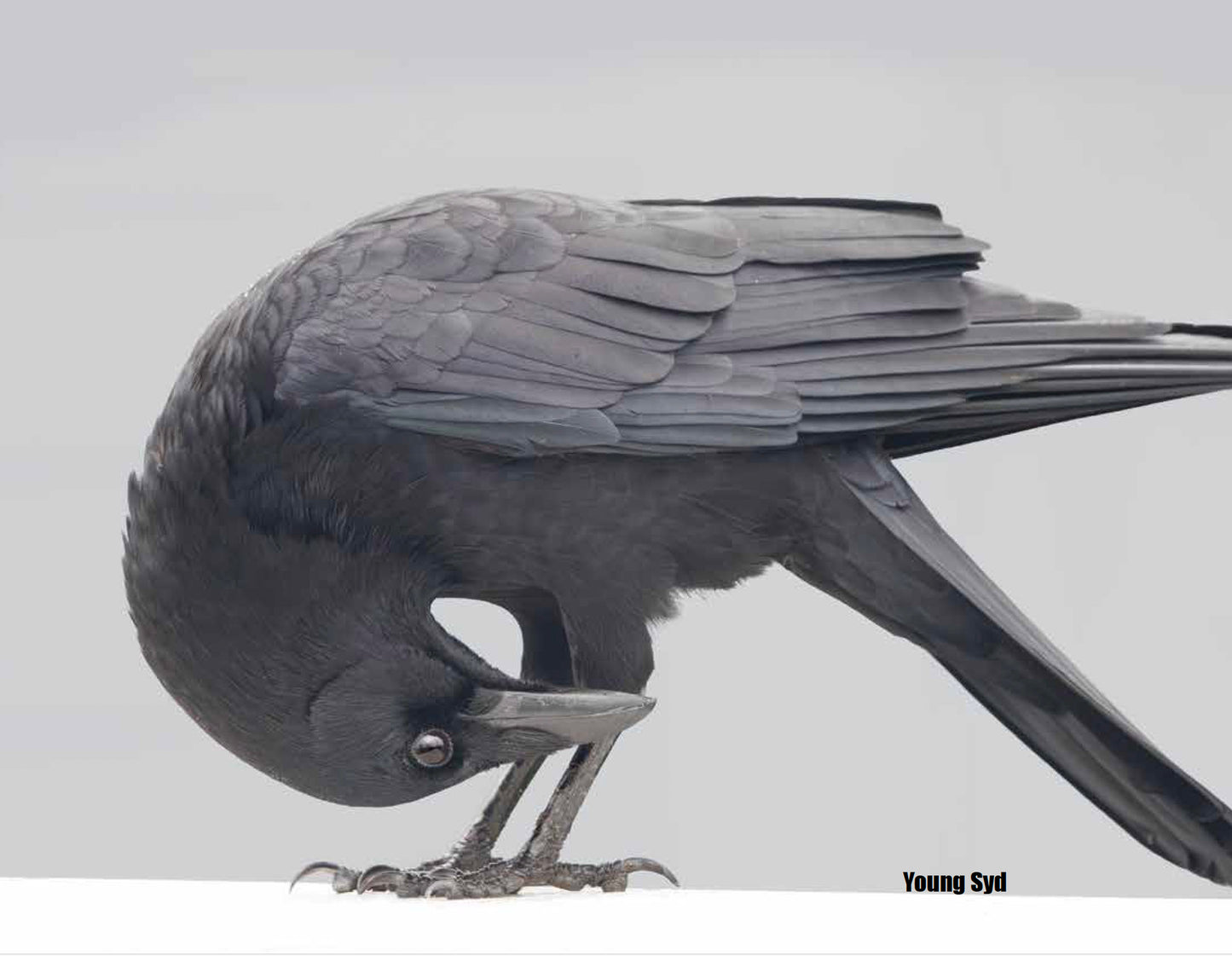 CITY CROW CALENDAR 2027 — Wall Calendar