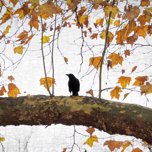 AUTUMN CROW - Fine Art Print, Crow Portrait Series