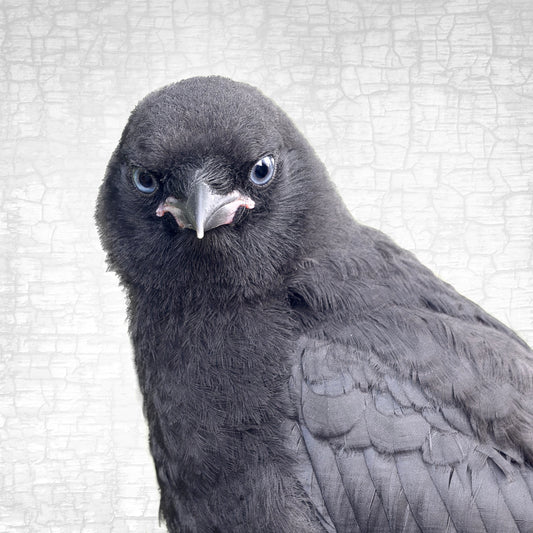 BABY CROW - Fine Art Print, Crow Portrait Series
