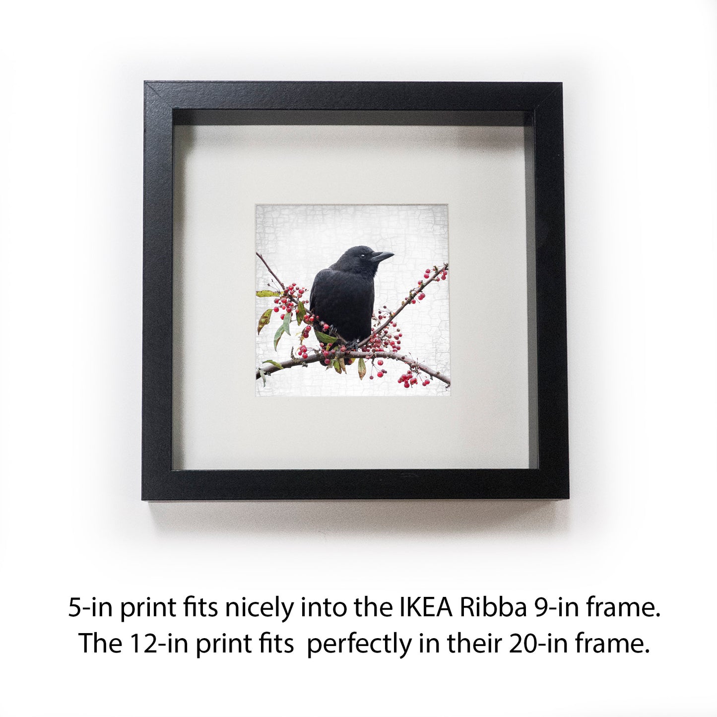 BERRY CROW - Fine Art Print, Crow Portrait Series