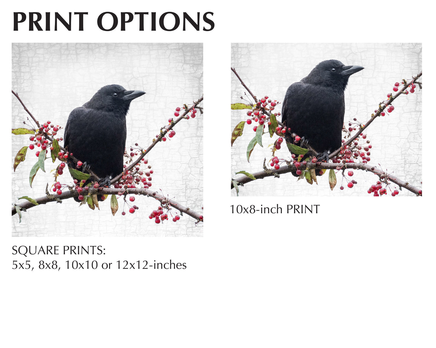BERRY CROW - Fine Art Print, Crow Portrait Series