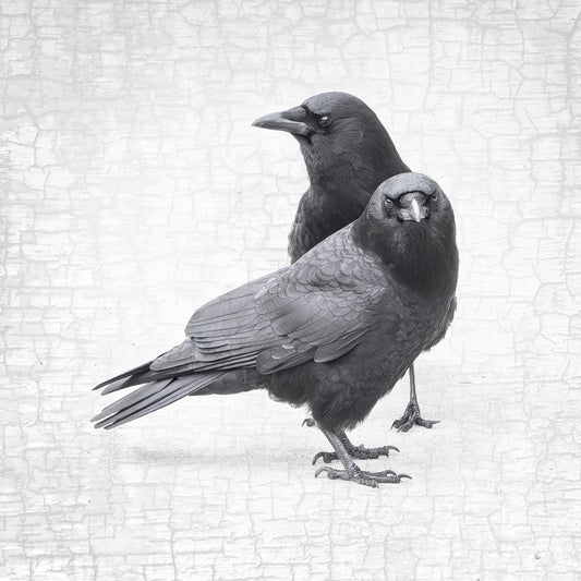 CROW LOVE - Fine Art Print, Crow Portrait Series