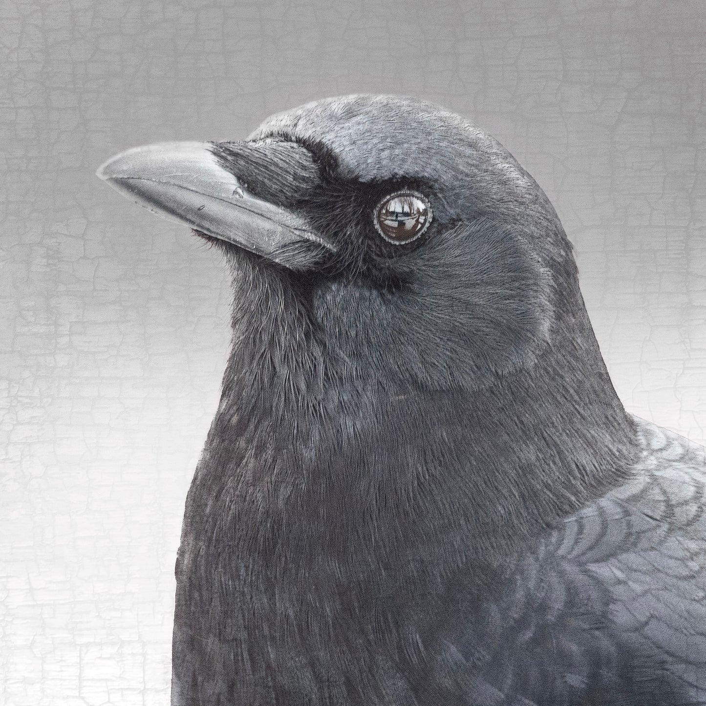 THE MIRROR - Fine Art Print, Crow Portrait Series