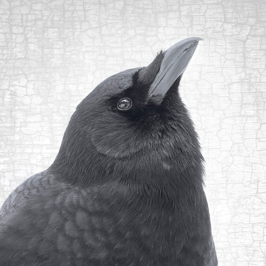 BE ALERT - Fine Art Print, Crow Portrait Series