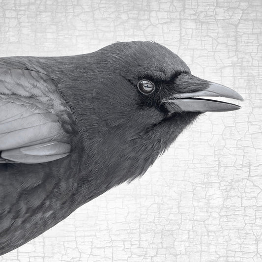 CROW COMMENTARY - Fine Art Print, Crow Portrait Series