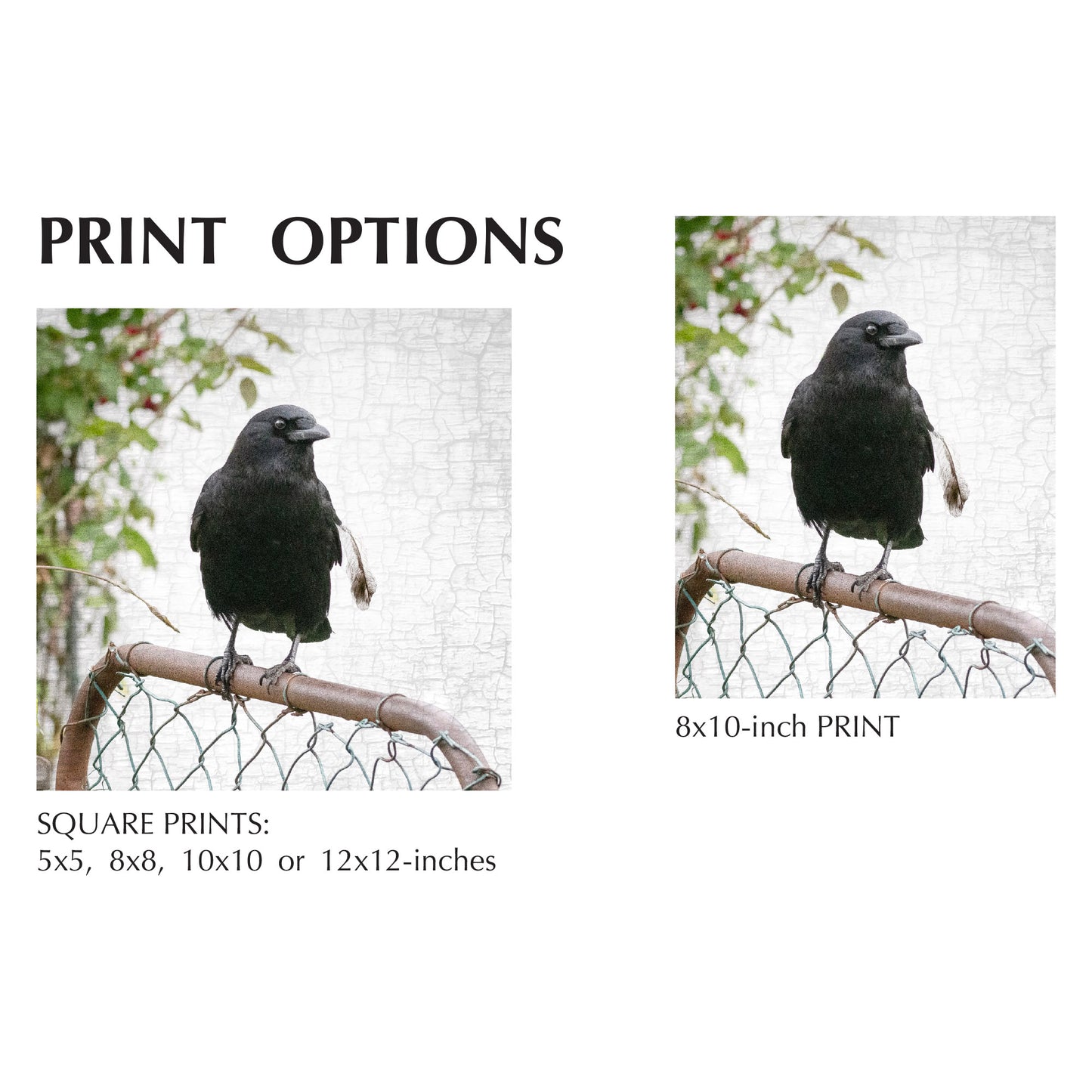 CROW AND GATE - Fine Art Print, Crow Portrait Series