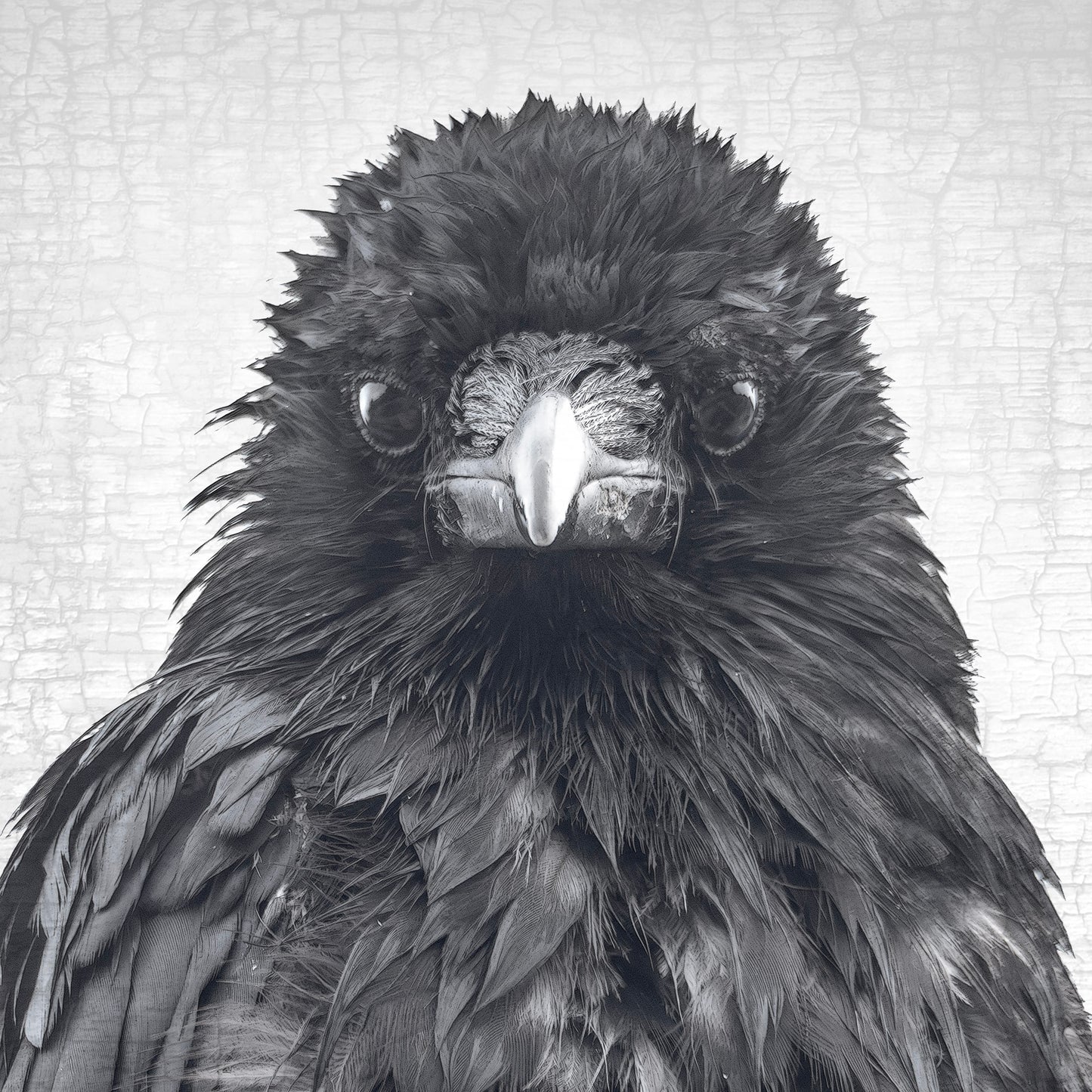 CROW CRITIC - Fine Art Print, Crow Portrait Series