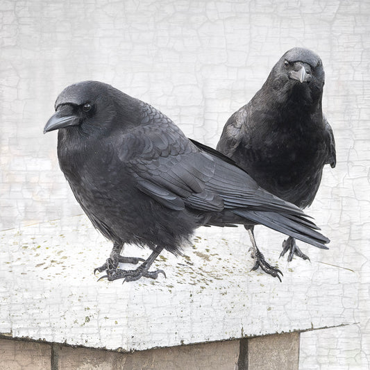STRONGER TOGETHER - Fine Art Print, Crow Portrait Series
