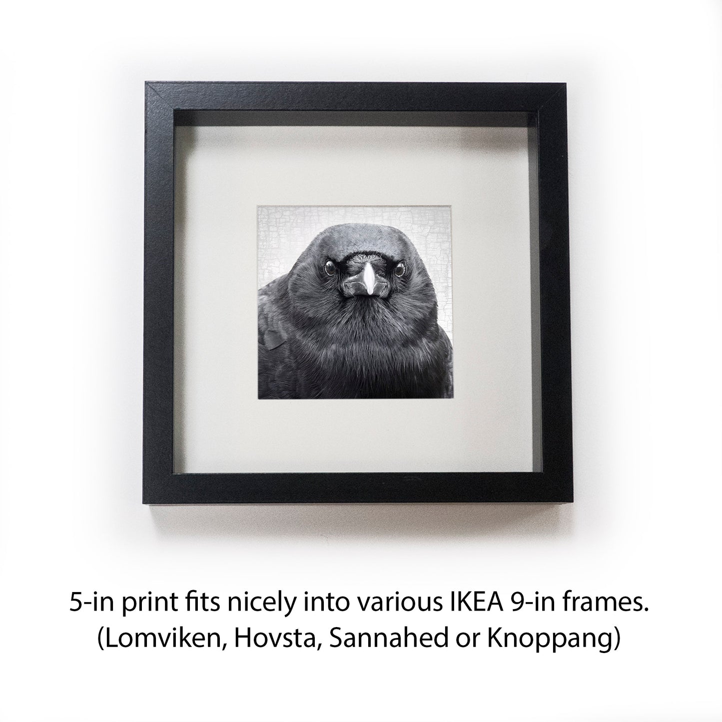 TENACIOUS- Fine Art Print, Crow Portrait Series