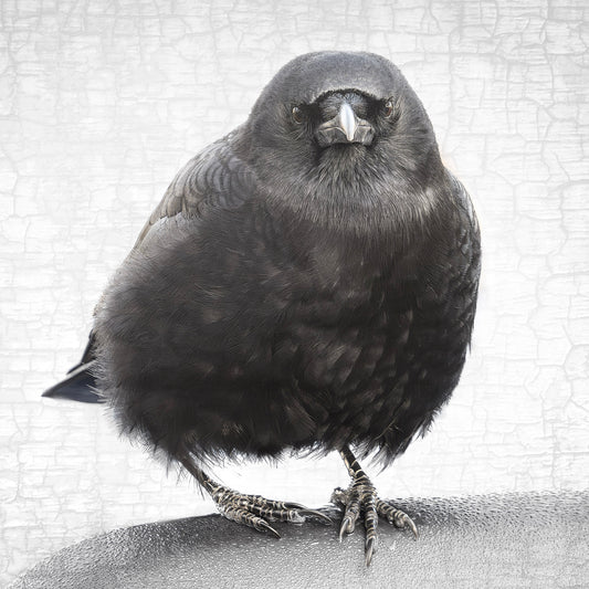 STALWART- Fine Art Print, Crow Portrait Series