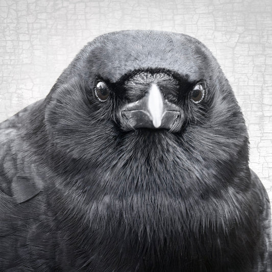 TENACIOUS- Fine Art Print, Crow Portrait Series