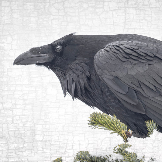 ENTER RAVEN, STAGE RIGHT - Fine Art Print, Raven Portrait Series