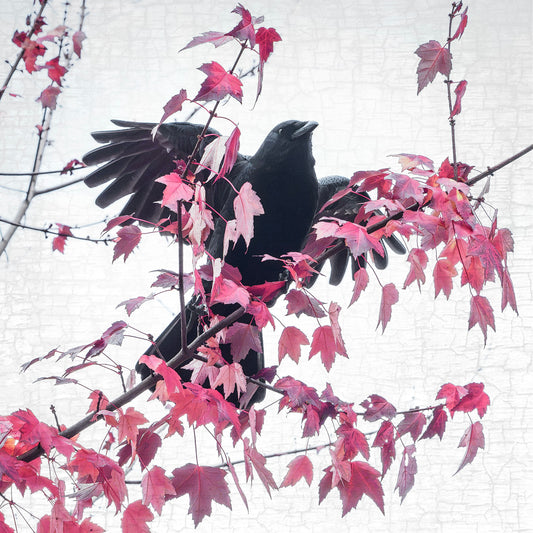 FALL FIREWORKS - Fine Art Print, Crow Portrait Series