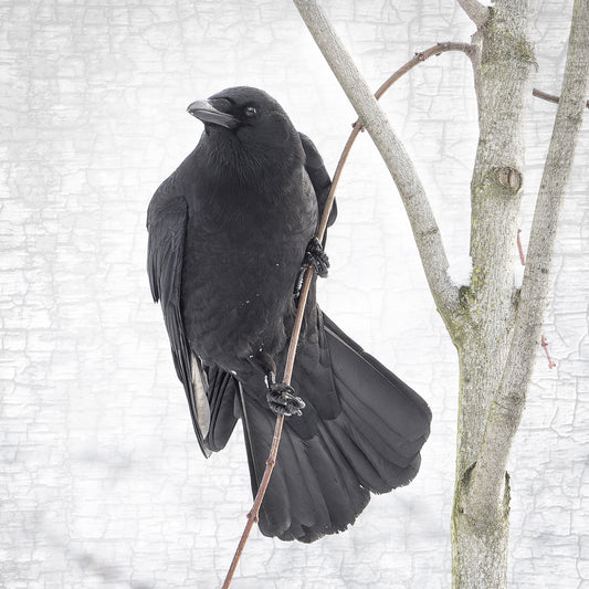 HANG IN THERE - Fine Art Print, Crow Portrait Series