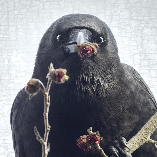 I GOT YOU FLOWERS ... - Fine Art Print, Crow Portrait Series