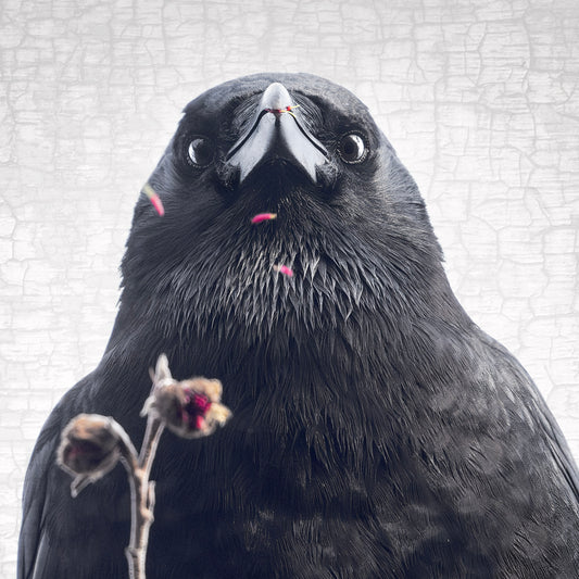 ... BUT I ATE THEM - Fine Art Print, Crow Portrait Series