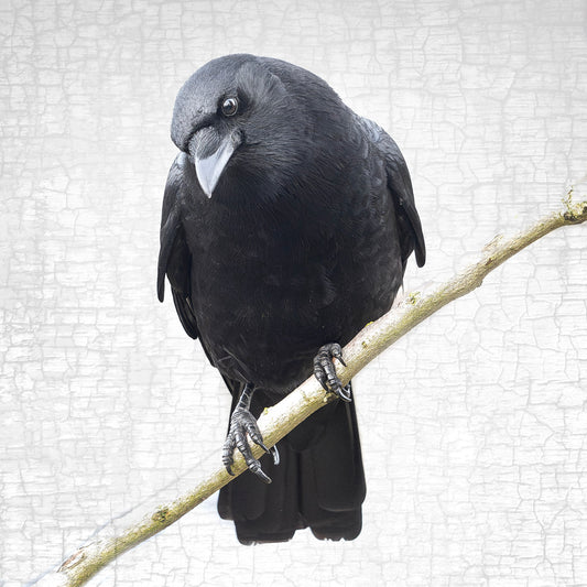 MINDFUL CROW - Fine Art Print, Crow Portrait Series