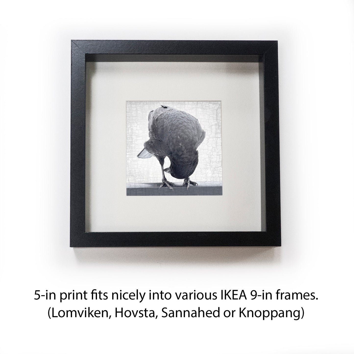 NEW PERSPECTIVES - Fine Art Print, Crow Portrait Series