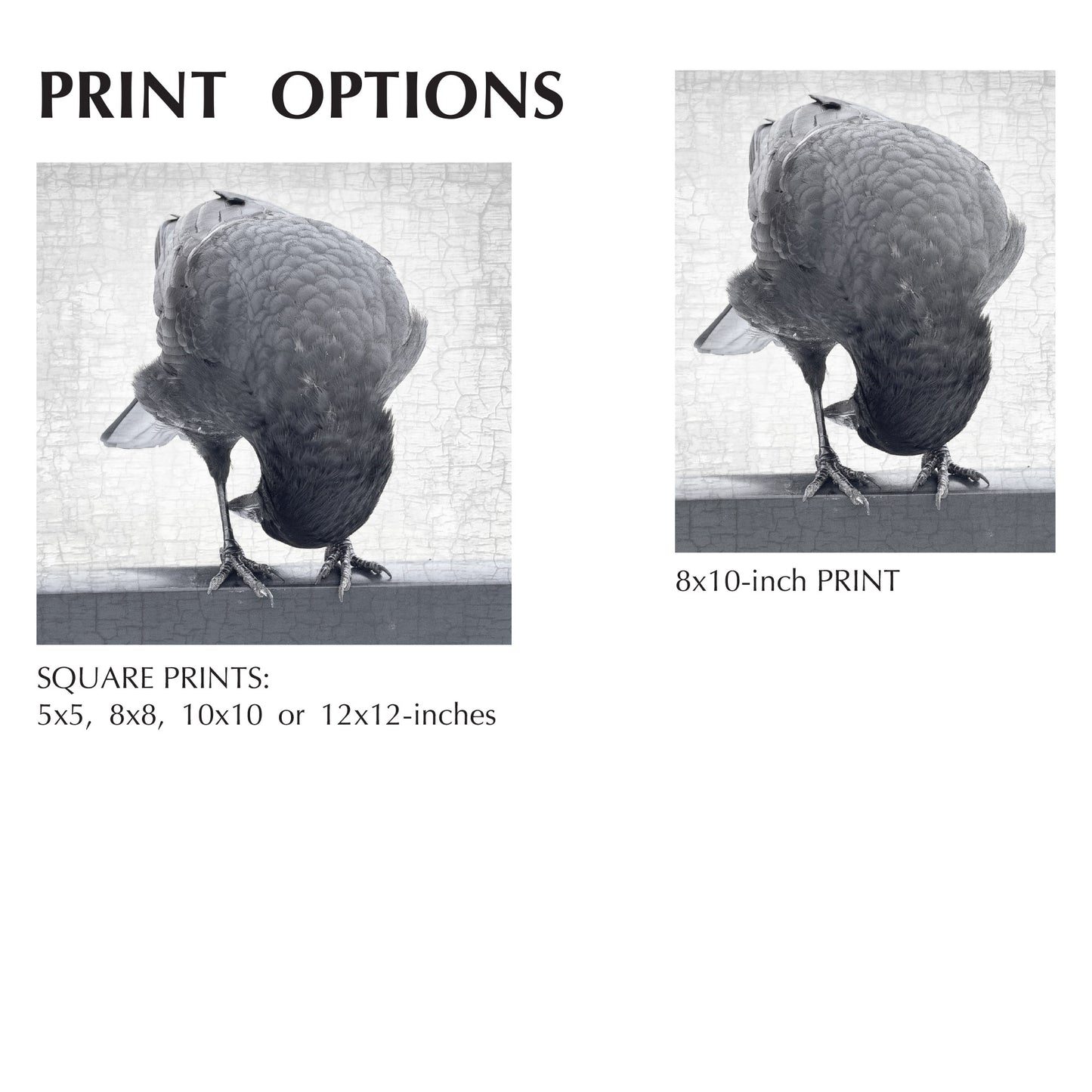 NEW PERSPECTIVES - Fine Art Print, Crow Portrait Series