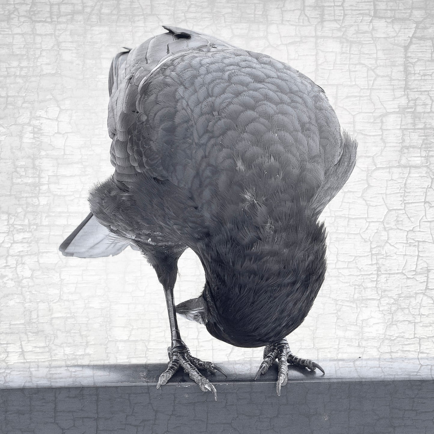 NEW PERSPECTIVES - Fine Art Print, Crow Portrait Series