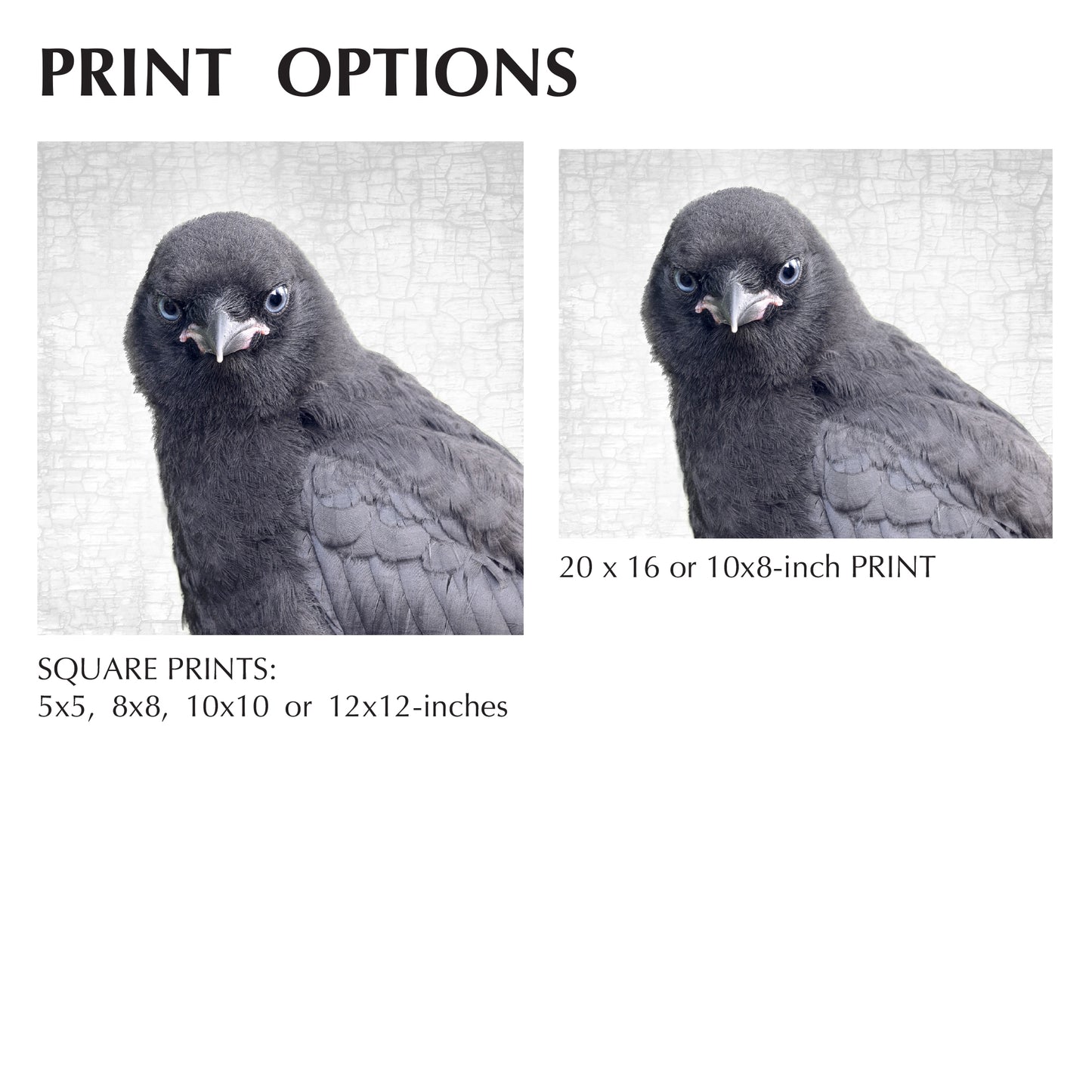 BABY CROW - Fine Art Print, Crow Portrait Series
