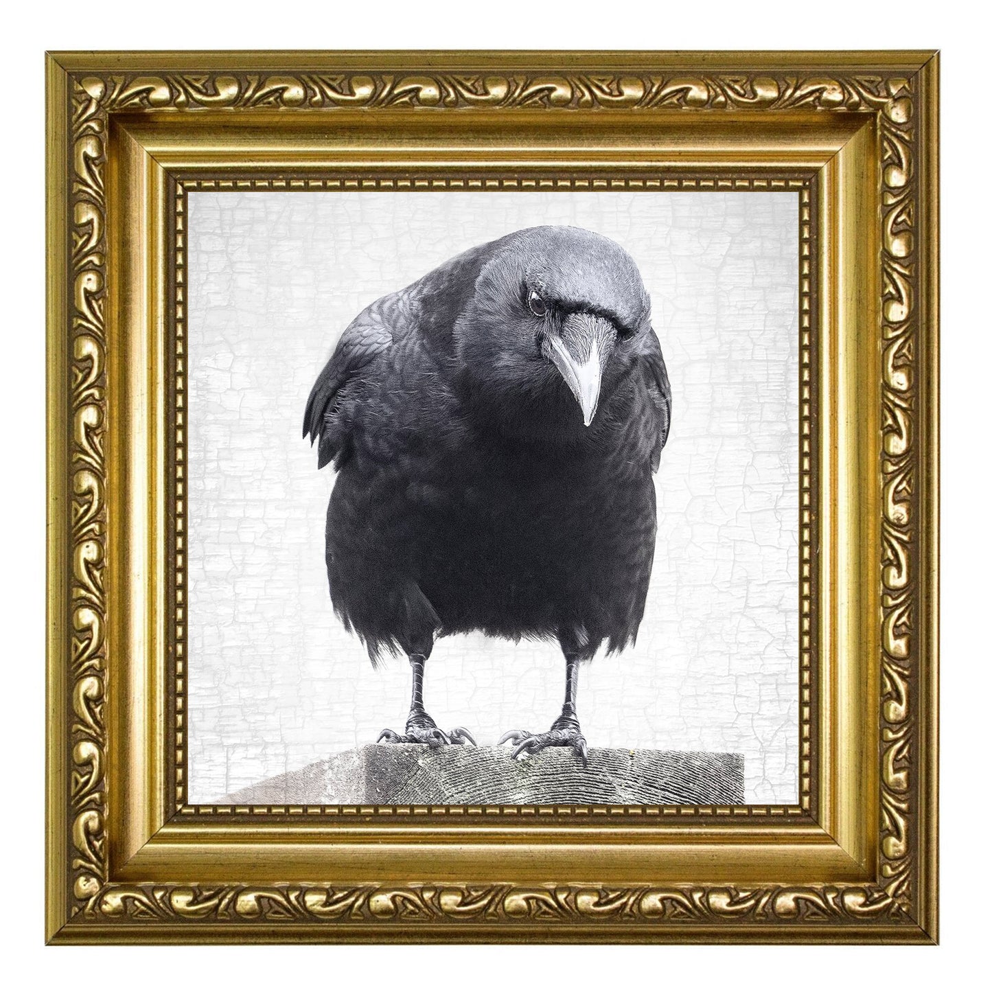 THE PROFESSOR - Fine Art Print, Crow Portrait Series