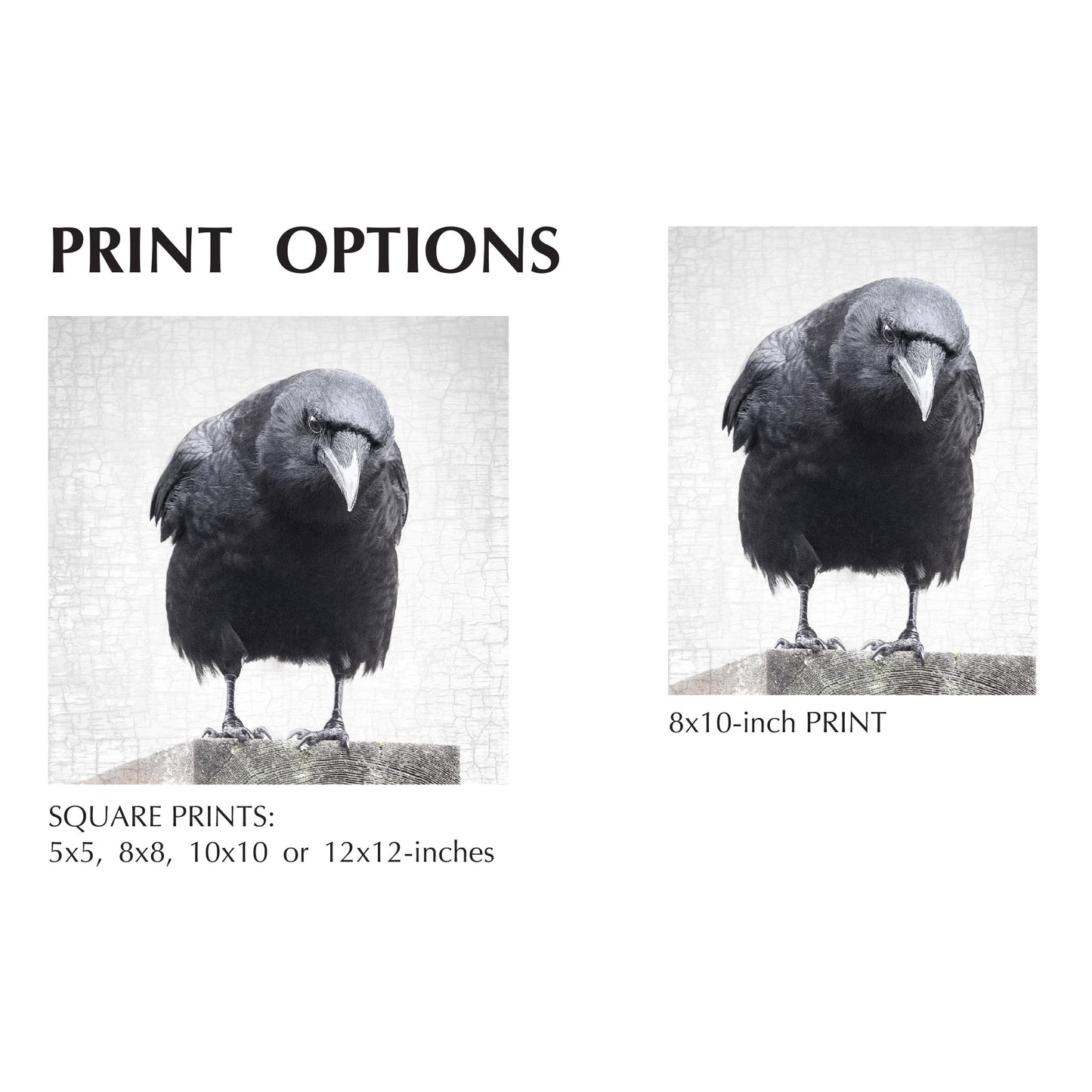 THE PROFESSOR - Fine Art Print, Crow Portrait Series