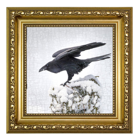 RAVEN LANDING - Fine Art Print, Raven Portrait Series