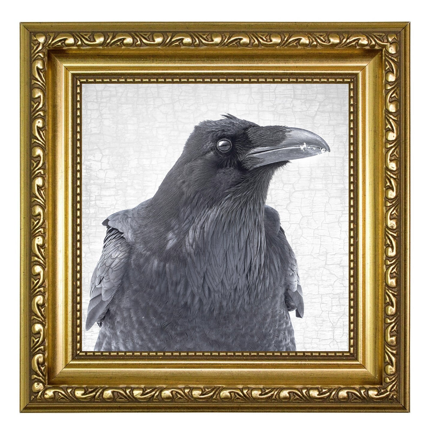 THE RAVEN OF CONSTERNATION- Fine Art Print, Raven Portrait Series