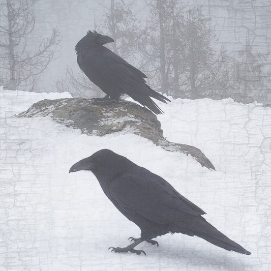RAVENS-IN-A-MIST - Fine Art Print, Raven Portrait Series