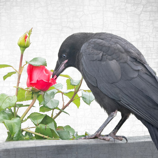 ROSE GARDEN CROW - Fine Art Print, Crow Portrait Series