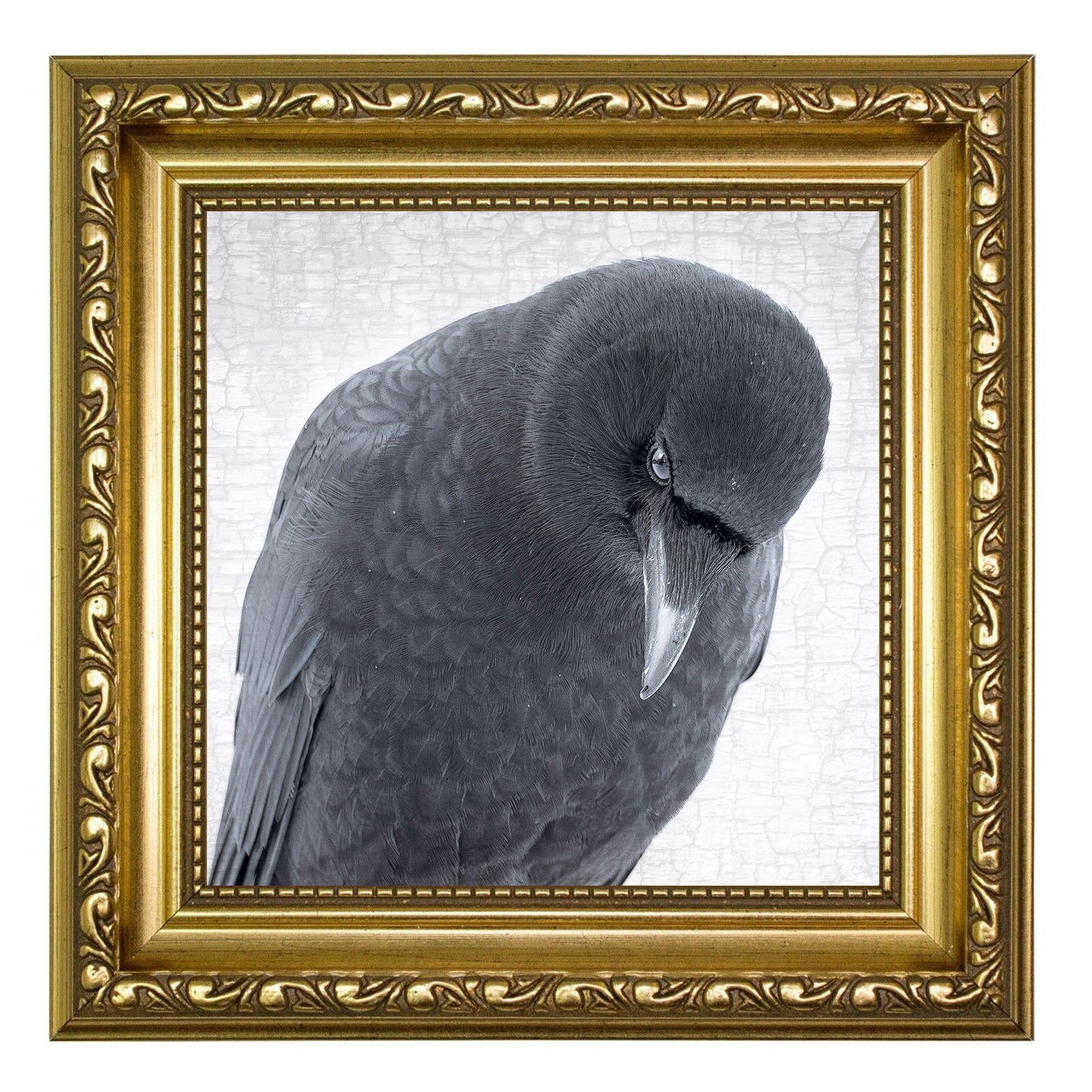 CROW OF DISCERNMENT - Fine Art Print, Crow Portrait Series