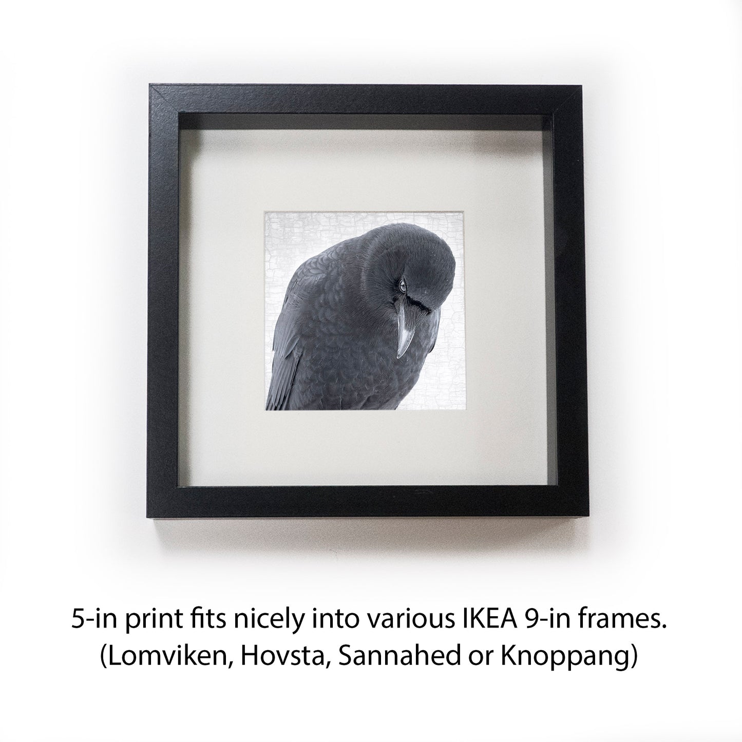 CROW OF DISCERNMENT - Fine Art Print, Crow Portrait Series