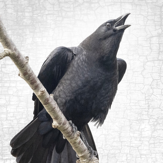 SPEAK OUT - Fine Art Print, Crow Portrait Series