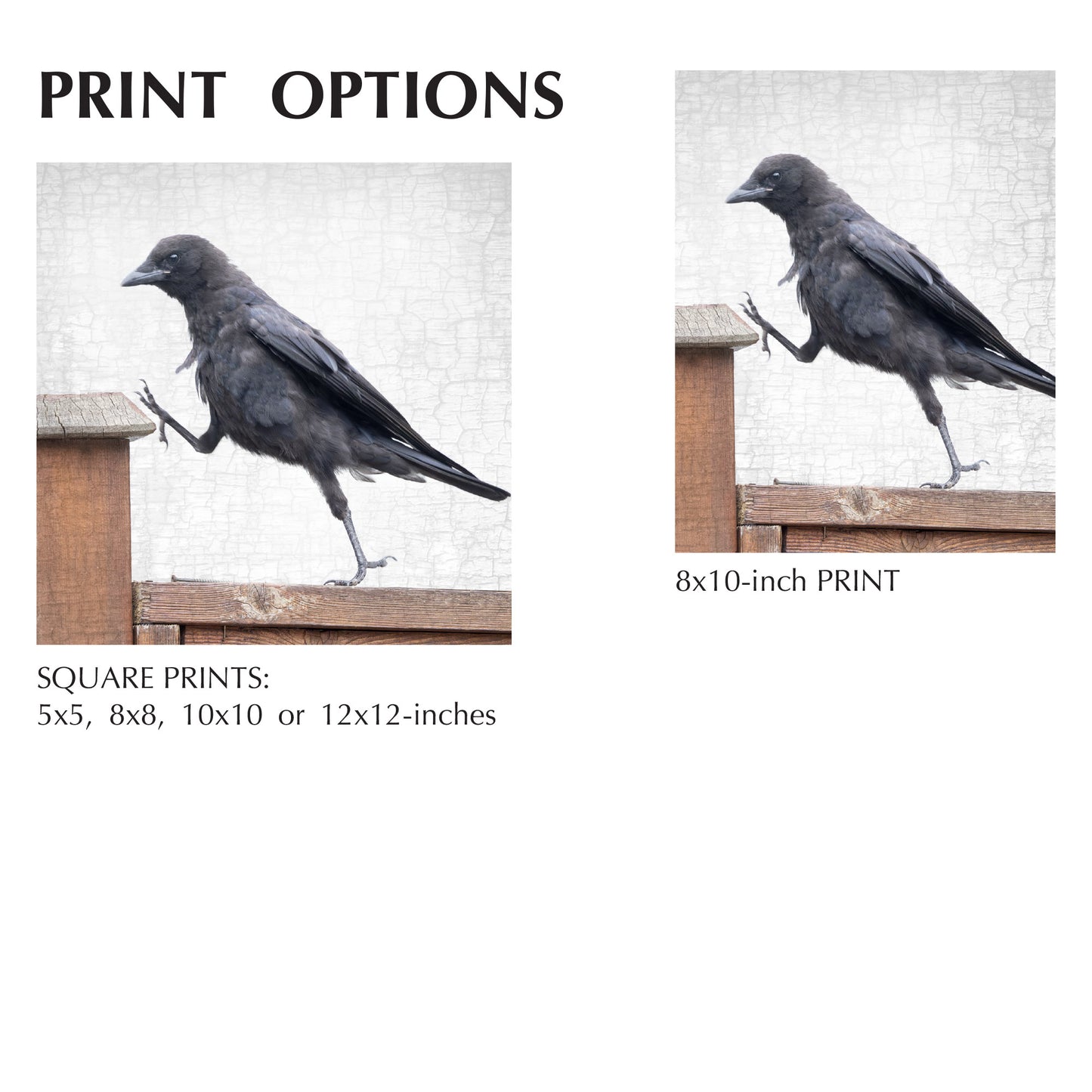 STEP UP - Fine Art Print, Crow Portrait Series (Copy)