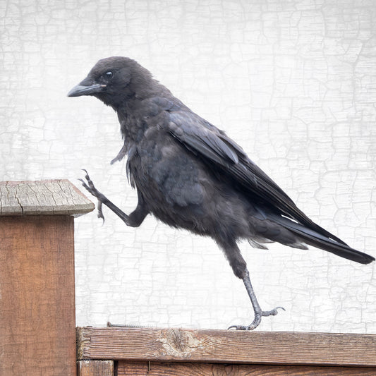 STEP UP - Fine Art Print, Crow Portrait Series