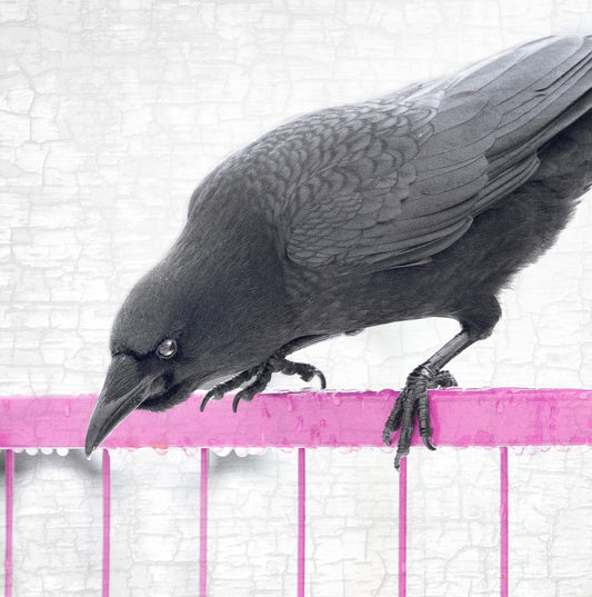 STRATEGIST CROW - Fine Art Print, Crow Portrait Series