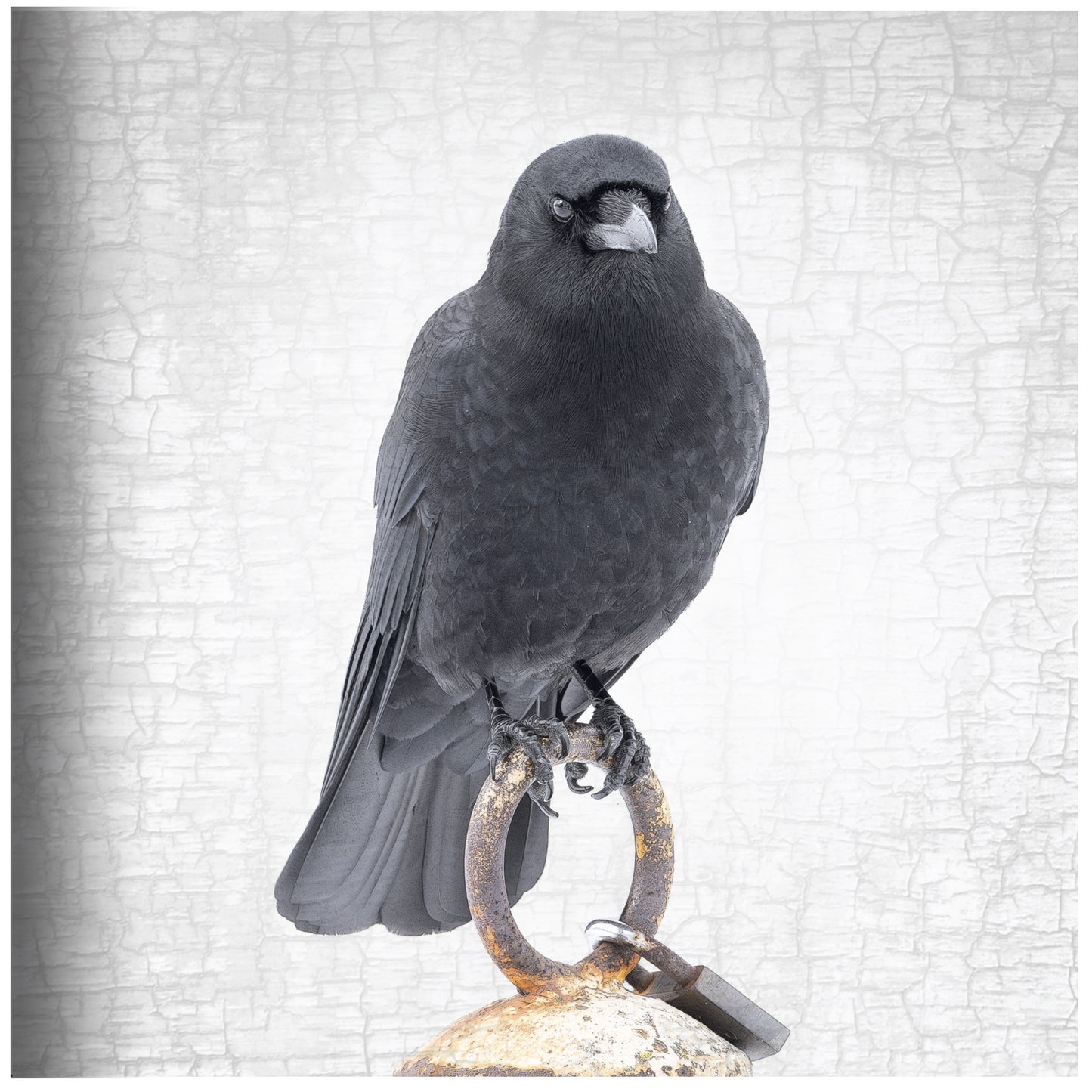 City Crow Stories- 2025 Edition by June Hunter