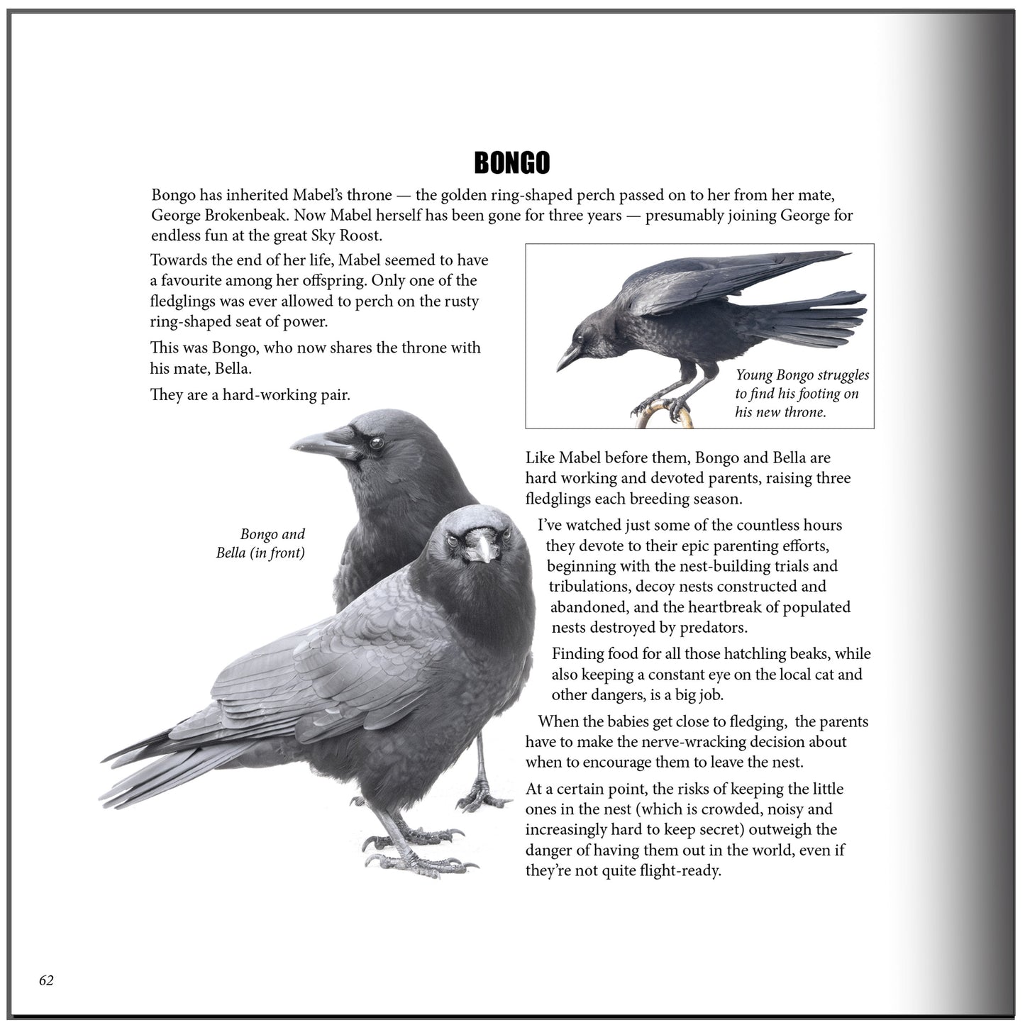 City Crow Stories- 2025 Edition by June Hunter