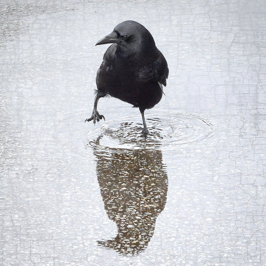 WADE IN - Fine Art Print, Crow Portrait Series