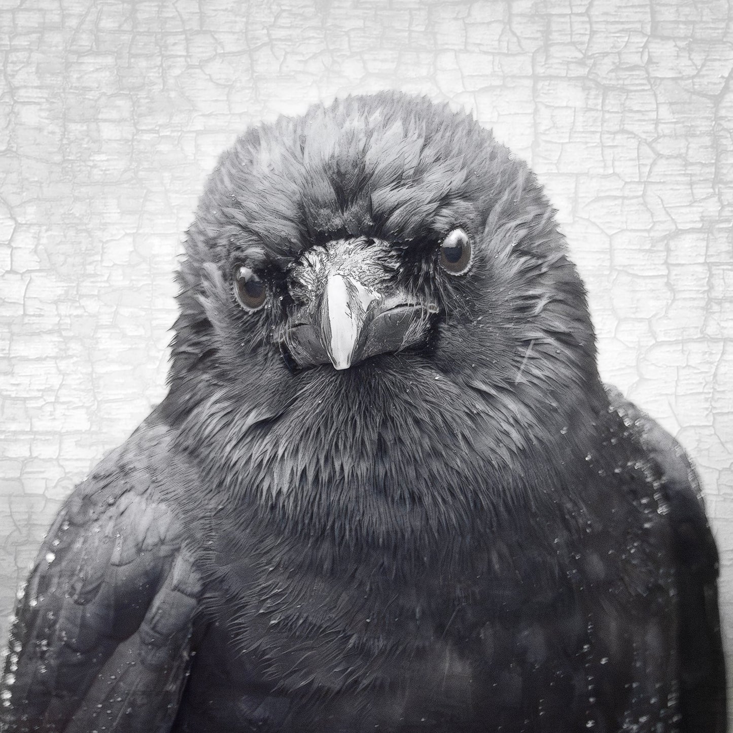 WISTFUL - Fine Art Print, Crow Portrait Series