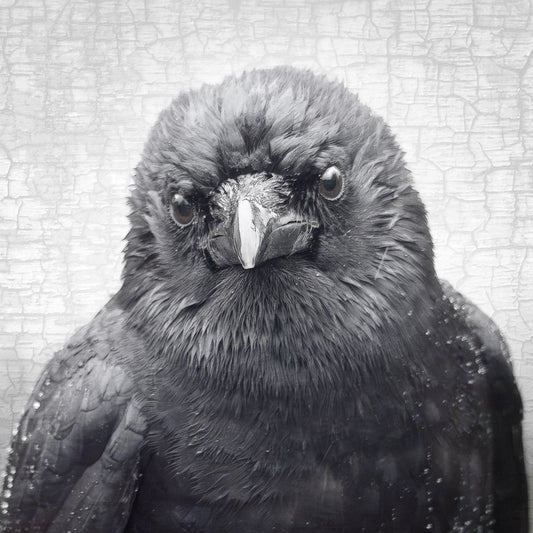 WISTFUL - Fine Art Print, Crow Portrait Series