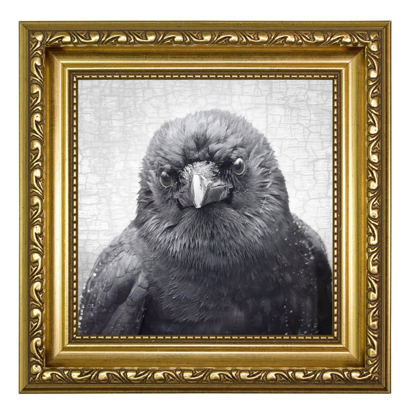WISTFUL - Fine Art Print, Crow Portrait Series