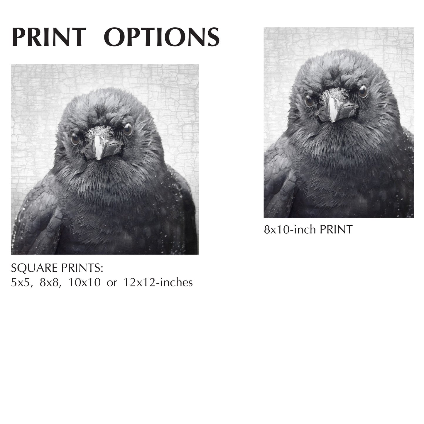 WISTFUL - Fine Art Print, Crow Portrait Series