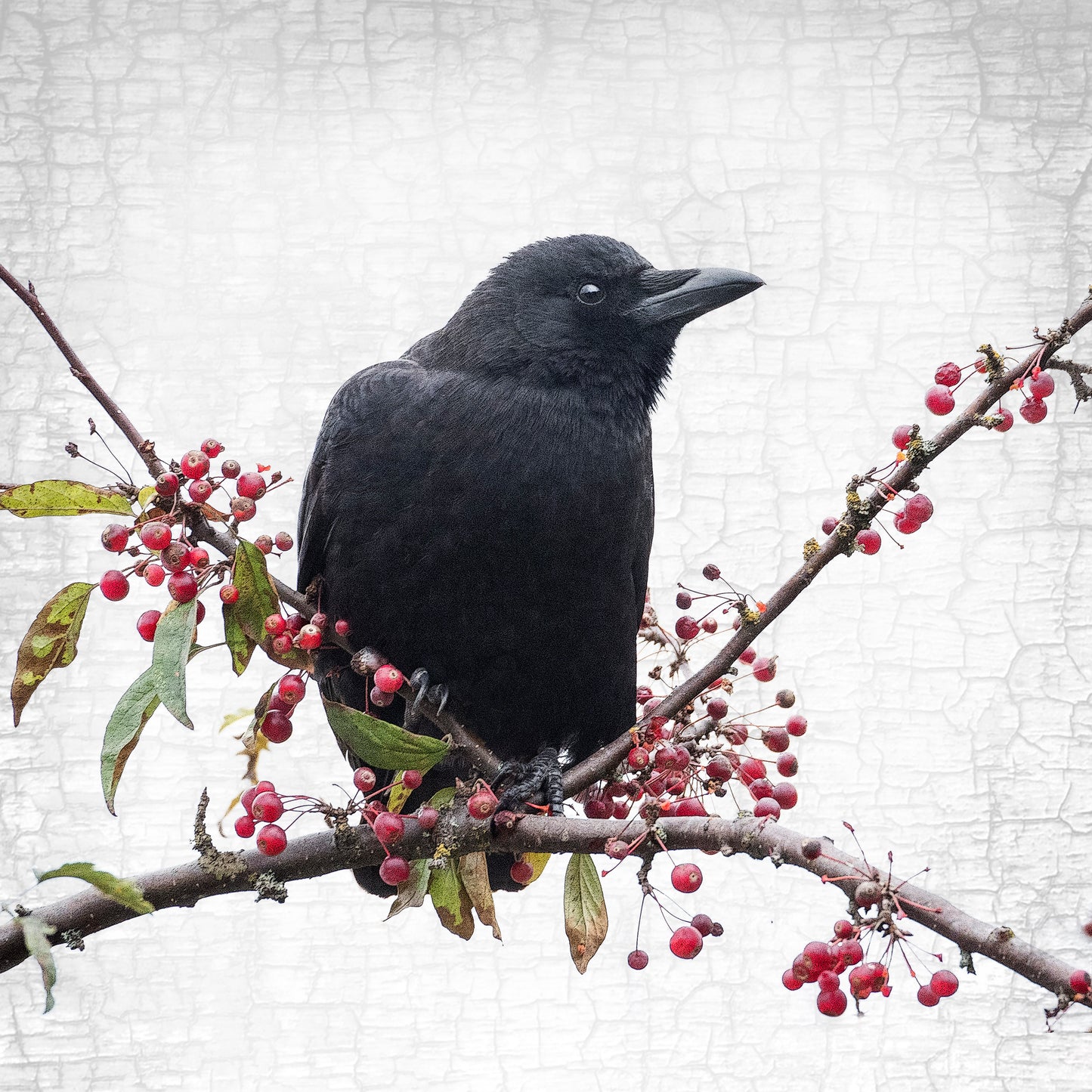 BERRY CROW - Fine Art Print, Crow Portrait Series