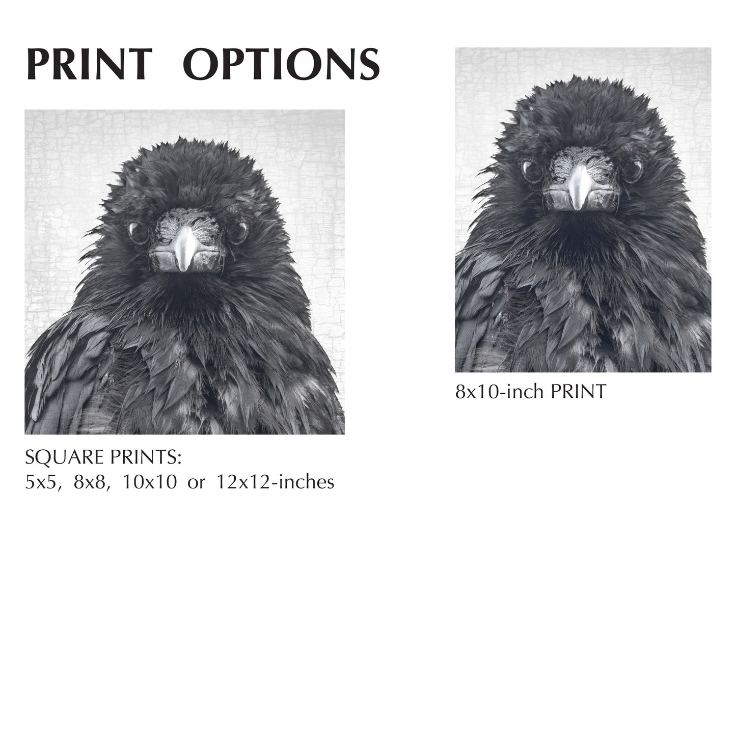 CROW CRITIC - Fine Art Print, Crow Portrait Series