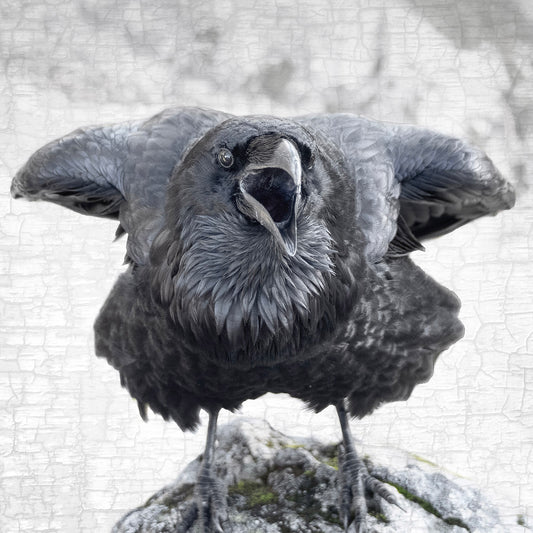 ELBOWS UP - Fine Art Print, Raven Portrait Series